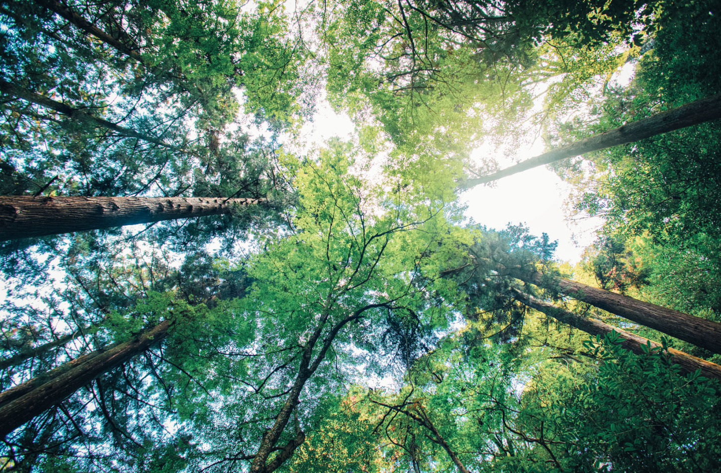 looking-up-at-the-forest-2